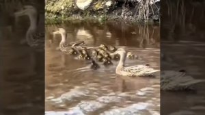 Под шумок, очень ловко уволок