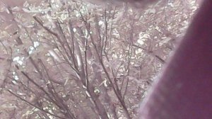 Работа секатором во дворе