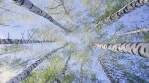 Спаси и сохрани. Слова мои - Владимира Мусатова. Музыка ИИ.