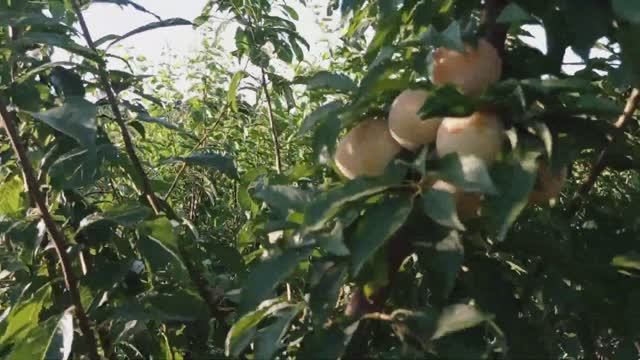 Слива Широ. смотреть онлайн