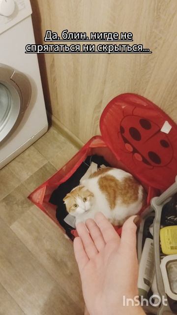 Барин не так чистоплотен... 🐯