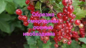 Обрезка смородины в сентябре необходима для урожая 2026!