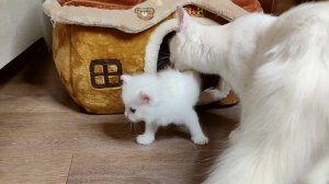 Мама-кошка зовет своего белого котенка на прогулку.