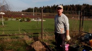 Сажаем малину и розы. (2021 г.)