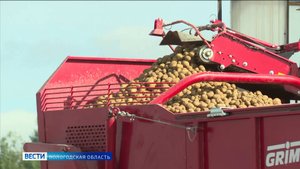 Аграрии приступили к сбору картофельного урожая в Вологодской области