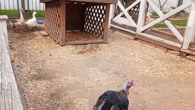 В Могилевском Зоосаде.Зверушки молодые,свободно гуляют,забавные.