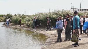 Люди пытаются помочь дельфину.