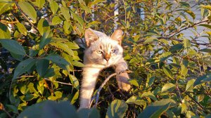 В Новом бабье лето🏡🍁☀️Утро с птичкой 🦆🐓🐔🪿Сварила лечо🥫Немного Максика🐈⬛