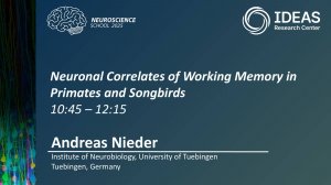 Neuronal Correlates of Working Memory in Primates and Songbirds