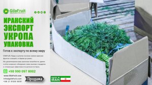 Иранский экспорт укропа Упаковка