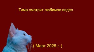 Тима смотрит любимое видео