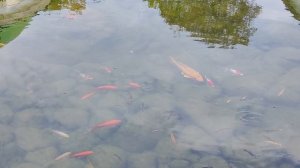 20250917 Пруд с японскими карпами и красноухой черепахой в Николо-Пешношском мужском монастыре.