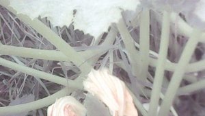 Обозрение овощной завязи на нашем третьем кабачковом растении