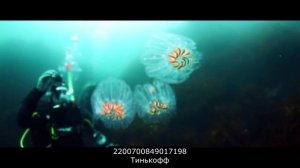 Вы человек который очень обижен на коллекторские агентства