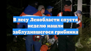 В лесу Ленобласти спустя неделю нашли заблудившегося грибника