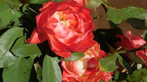 15=09=2025  ник   (71)