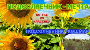 Прямой посев спасает подсолнечник_ Невероятный контраст на двух полях!