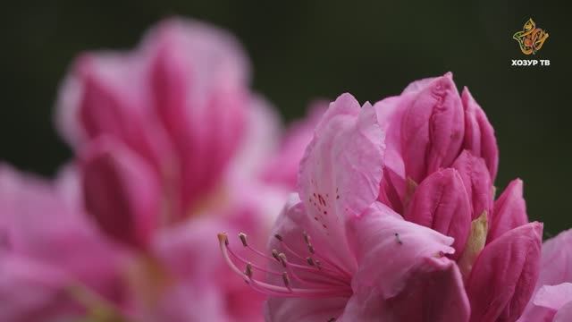 Үсемлекләрнең ярдәмчеләре | Гаҗәеп дөнья серләре. Үсемлекләр дөньясы