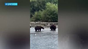 МЕДВЕДИЦА НАРУШИЛА ГРАНИЦЫ ДРУГОЙ САМКИ С ДЕТЁНЫШАМИ• БЕЗ КОММЕНТАРИЕВ