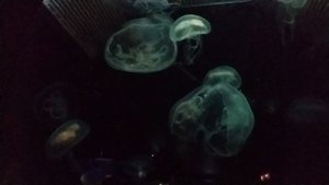 МЫ ОПЯТЬ В КОГАЛЫМЕ