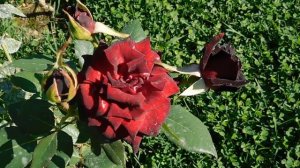 17=09=2025  КРАСНОДАР  ПАРК  ГАЛИЦКОГО.   (78)