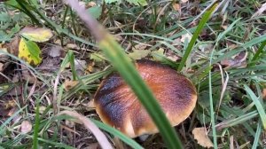 Прогулка в лес за грибами 9 сентября. Боровики, Глухие белые (зеленый моховик).