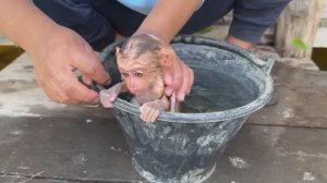 Обезьянка МАЛЮСЯ комочек грязный Нашлась на реке Сама пришла Отмыли в трёх водах ДОББРАЯ МИЛОТА