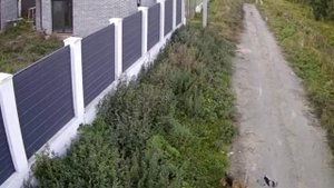 ‼️В поселке Растуново под Домодедово собаки на самовыгуле напали на мальчика и его питомца‼️