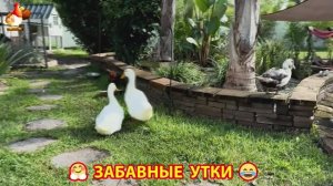 Забавные утки мускусные и пекинские на свободном выгуле со своими друзьями ч.(226) ❣️🤗😂