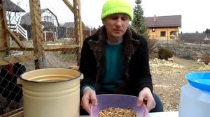 Чем кормить кур вечером  Рецепт зерносмеси. (2020 г.)