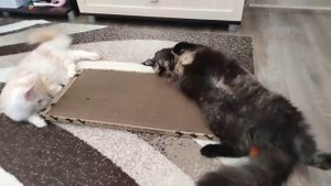 Банда🐈🐈⬛ когтеточку оценила!👍