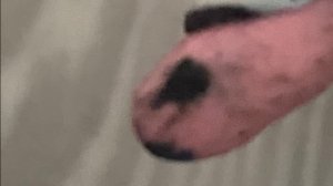 Концерт мышек