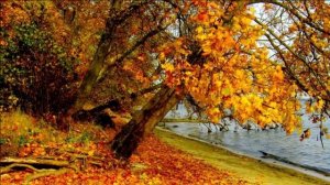 ,,ՀՈւՆԱԿԱՆ ՄԵՂԵԴԻ,,   -  Հեղինակային երաժշտություն,  ԱՆԱՀԻՏ ՄԵԼՔՈւՄՅԱՆ