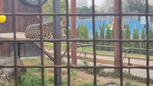 GYKI9967 15.09.2025 Шархан и Порш Видео от Людмилы