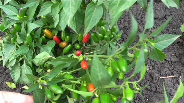 Мелкий красный жгучий перец в конце сентября