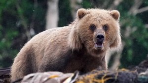 Мне только одну: медведь на Камчатке деликатно угостился из чана с рыбой