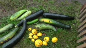 Последние кабачки