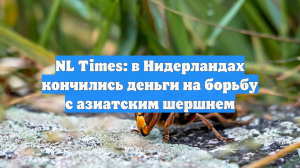NL Times: в Нидерландах кончились деньги на борьбу с азиатским шершнем