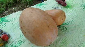 Тыква огромная)