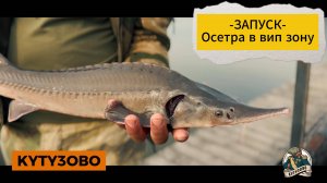 Запуск осетра в вип зону
