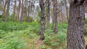 Большой Участок в лесу на первой линии Реки Угра в деревне Слобода Угорское Николо Ленивец
