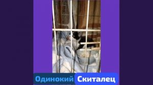 Одинокий скиталец ,которого не нашли вовремя,и он погибал на улицах города.( В комментарии)