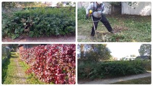 Наконец 🙏то я нашла силы и привела огород в порядок. Мне его покосили.