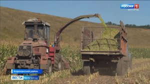 Аграрии Белгородской области завершают заготовку кукурузного силоса