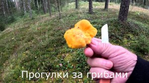 Прогулки за грибами. Ищу белые в березняке. Есть только лисички.