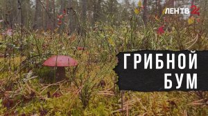 Грибной сезон в Ленобласти в самом разгаре
