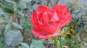 15=09=2025  ник   (98)