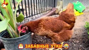 Забавные утки мускусные и пекинские на свободном выгуле со своими друзьями ч.(225) ❣️🤗😂