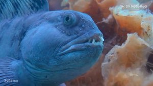 Что изготовляют из прочной кожи Обыкновенной зубатки (Wolffish) — Anarhichas lupus Linnaeus, 1758 ?