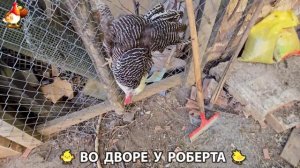 Содержание кур в домашних условиях и других птиц во дворе у Роберта 🐣🐤🦆🐔🪿🦃 (245)
